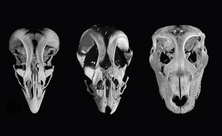 Crean pollos con hocico de dinosaurio