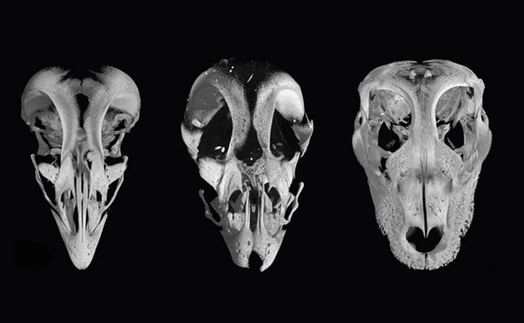 Pretende conocer más sobre la evolución del pico de la aves