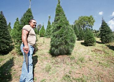 Modernizan la venta de árboles de Navidad en Xonacatlán