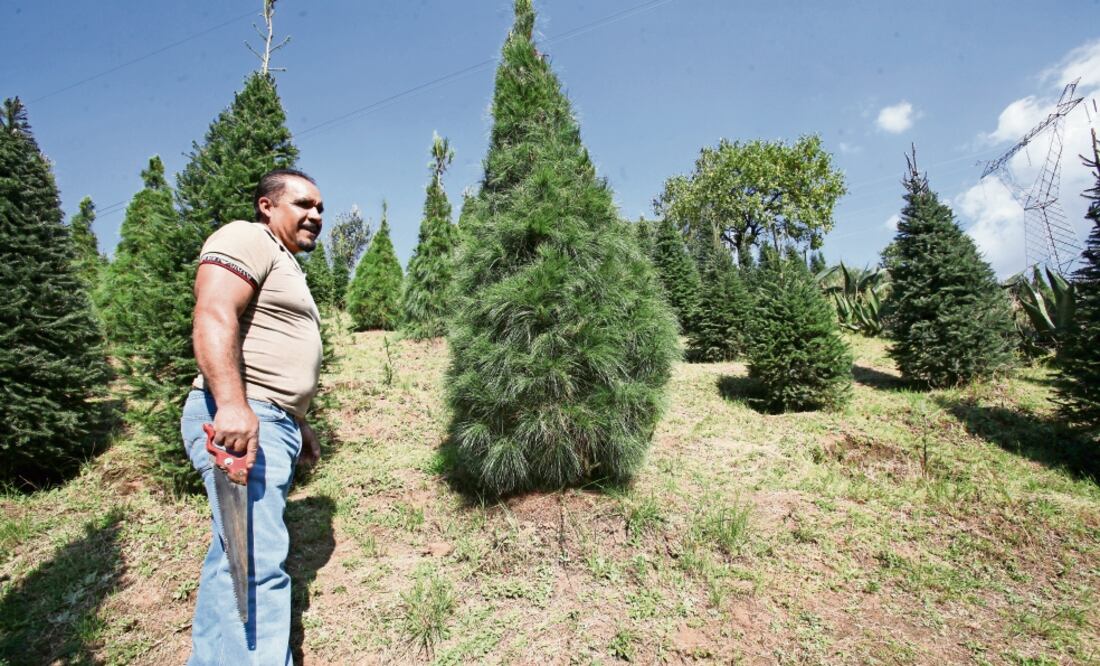 En Santiago Tejocotillos, los 24 ejidatarios de pino ayacahuite, oyamel y dougla s, tienen más de ocho años de haber emprendido en este cultivo. (JORGE ALVARADO. EL UNIVERSAL)
