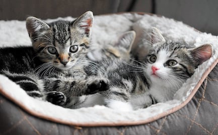 Vinculan a proceso a cuatro adolescentes por matar a dos gatos en Aguascalientes