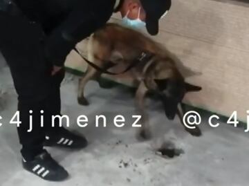 VIDEO: Perro policía "Rocko" localiza cadáver de mujer sepultada en una maderería en Edomex