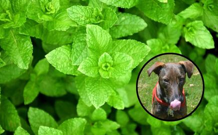 ¿Qué tan saludable es la menta para tu perro?; la respuesta de una veterinaria especializada