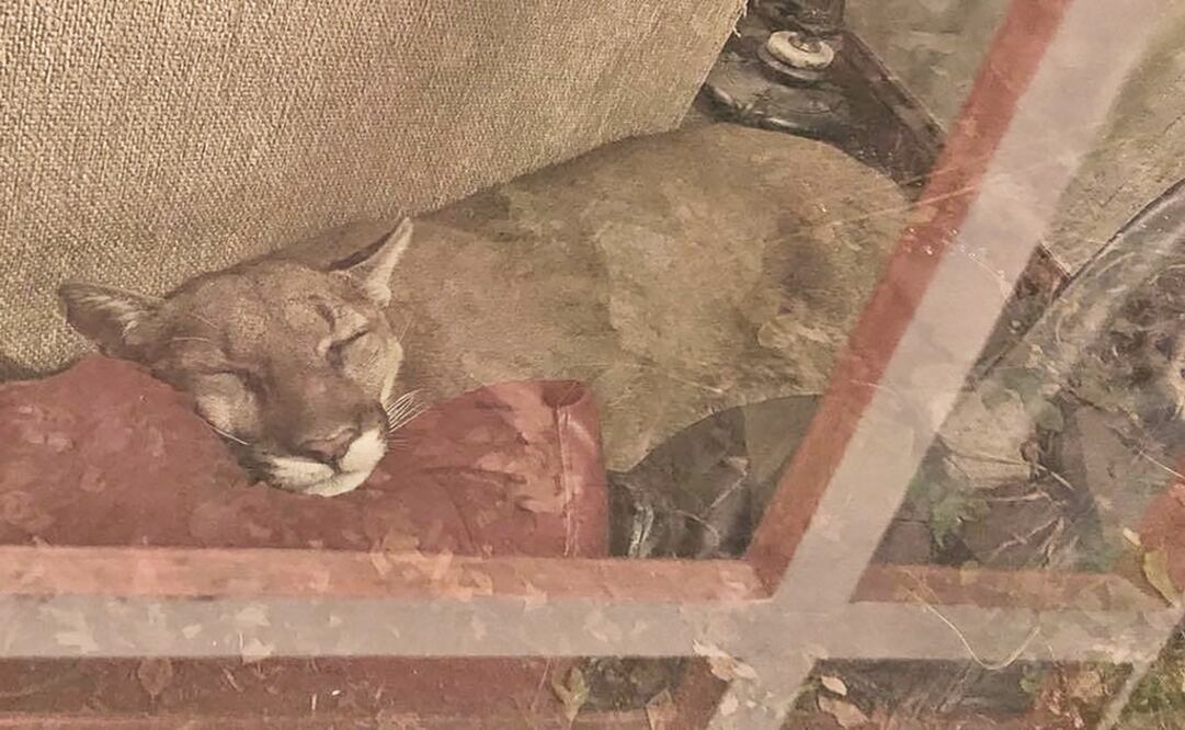 El puma ya se encontraba enfermo desde hace un año Foto: Archivo/ El Universal