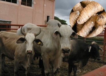 Gusano barrenador en México ; síntomas y cómo reconocer esta peligrosa infestación