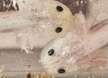 Aseguran ajolotes, ranas, iguanas y erizos en puesto ambulante de Querétaro; Profepa inicia acciones legales contra vendedor