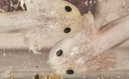 Aseguran ajolotes, ranas, iguanas y erizos en puesto ambulante de Querétaro; Profepa inicia acciones legales contra vendedor