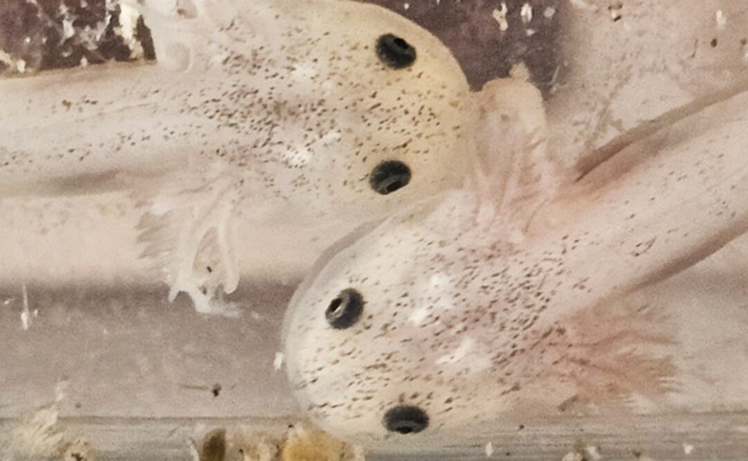 Aseguran ajolotes, ranas, iguanas y erizos en un puesto ambulante en las inmediaciones del mercado "El Tepetate" en el estado de Querétaro. Foto: Profepa