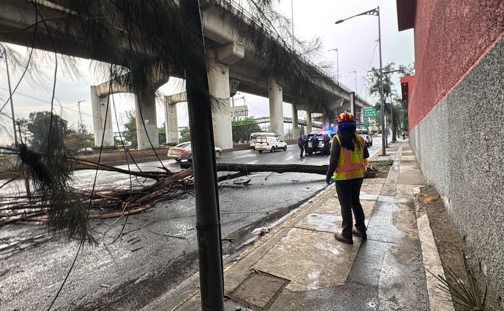 Se reportó la caída de un árbol sobre la Calzada Ignacio Zaragoza. Foto: Especial.