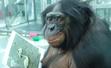 Estudio busca proteger primates mexicanos en peligro de extinción