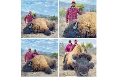 Indigna en redes imágenes de la caza de un bisonte americano en Coahuila