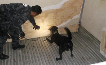 Decomisan 1.4 toneladas de mariguana en Sonora