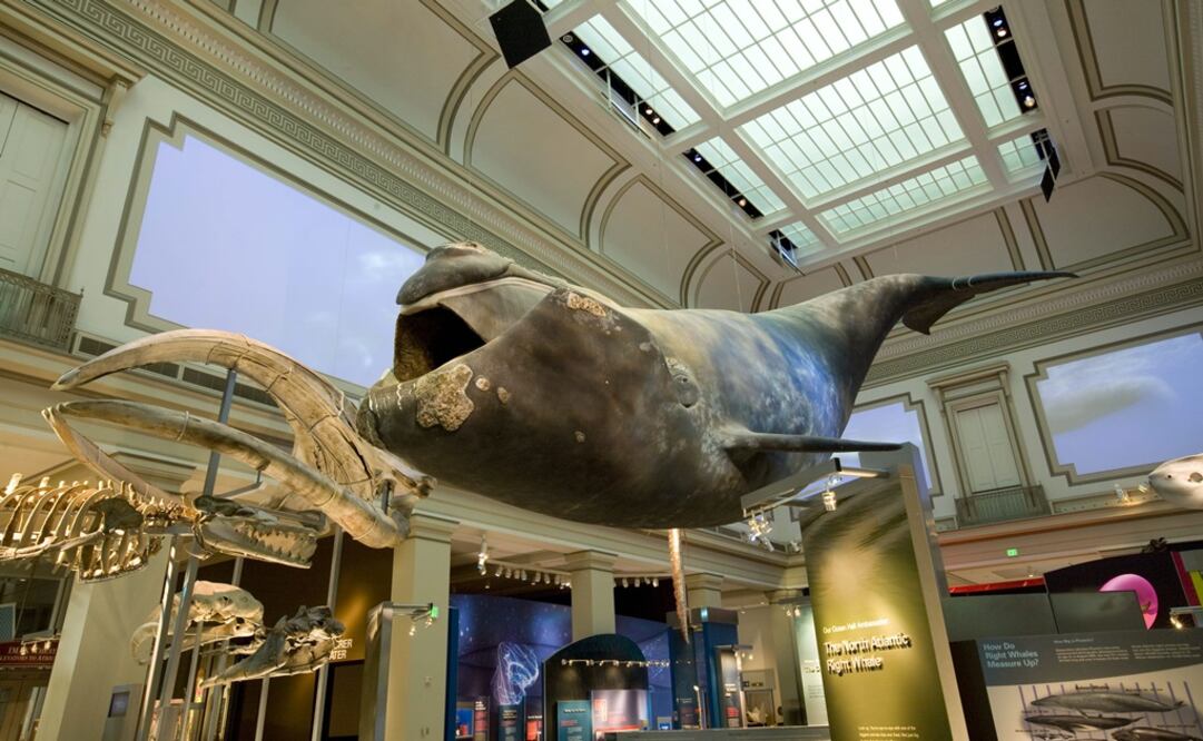 Foto: EFE/Chip Clark/Museo Historia Natural Washington