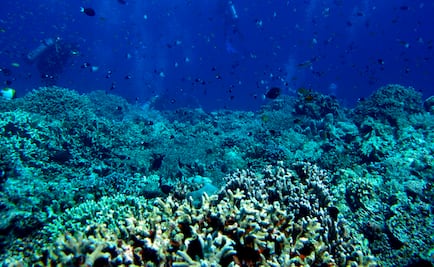 Descubren dos nuevas especies de crustáceos en México