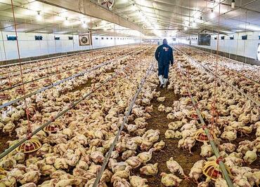 ¿Nueva pandemia de gripe aviar?: mitos y verdades