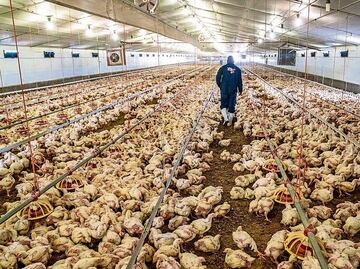 Dengue y gripe aviar encienden las alertas en AL