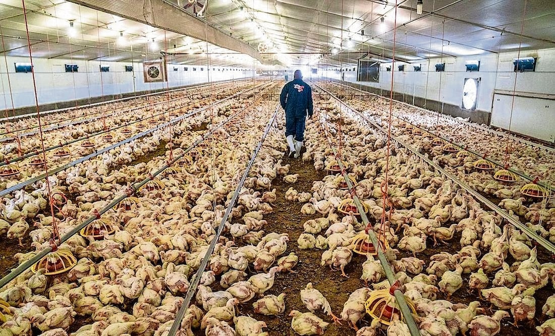 La gripe aviar H5N1 ha estado infectando granjas avícolas durante los últimos años, en el último año fue detectada en estos espacios de EU. Foto: Archivo | AFP