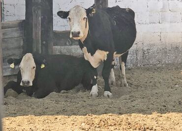 Subastarán ganado de César Duarte
