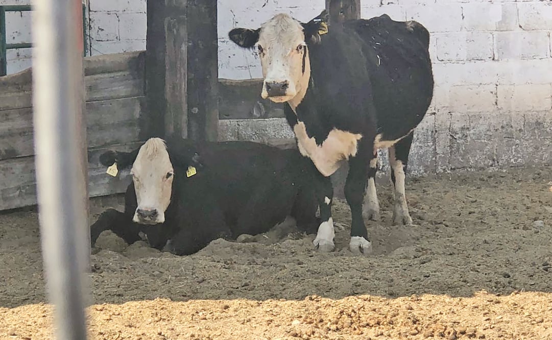 Desde hace un año se le han asegurado a César Duarte 24 propiedades y varios ranchos con ganado (ARCHIVO EL UNIVERSAL)