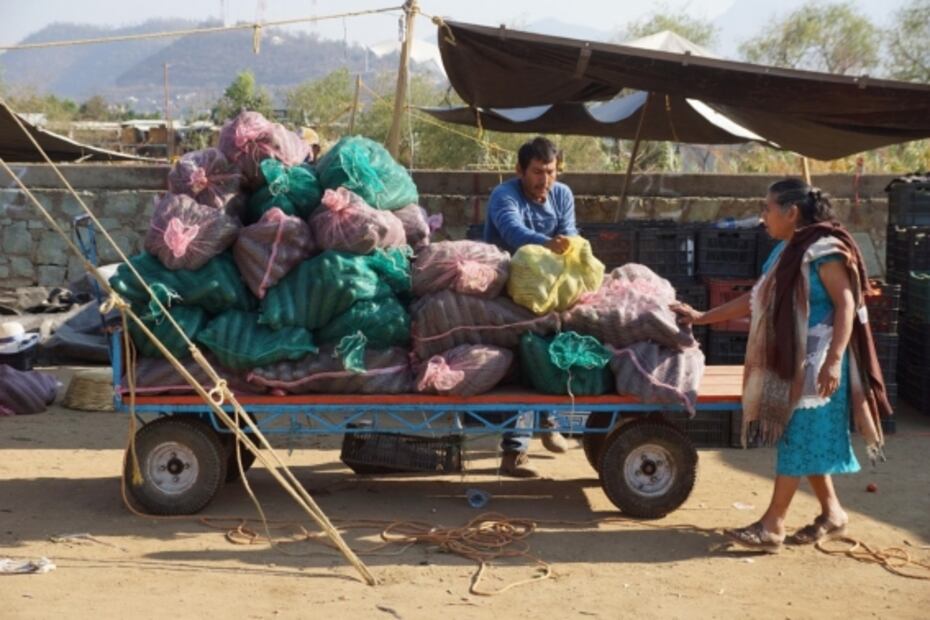 Pandemia afecta a 400 productores y agricultores de Oaxaca; ventas caen 40%
