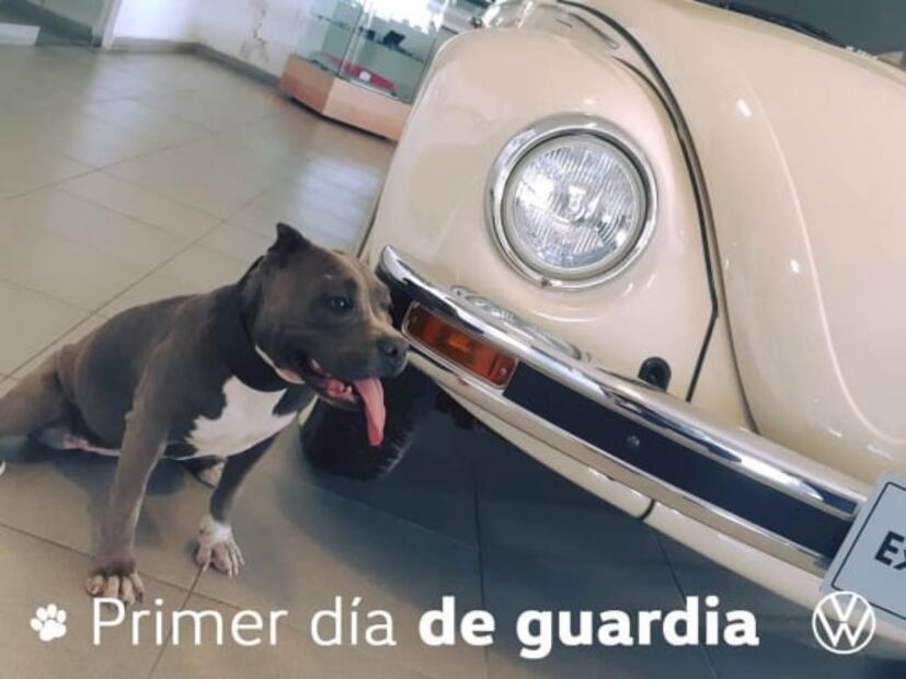 "Vochita", la perrita abandonada que encontró un hogar en una agencia Volkswagen 