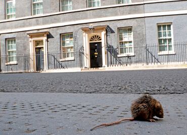 Estudio revela que las ratas pueden identificar el ritmo musical