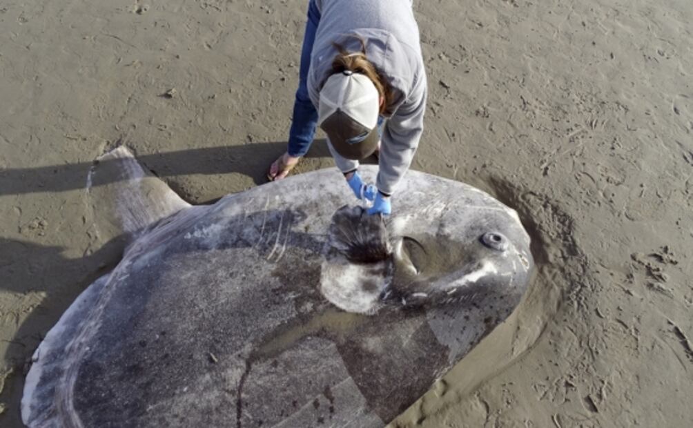 Hallan raro ejemplar de pez luna en playa de California