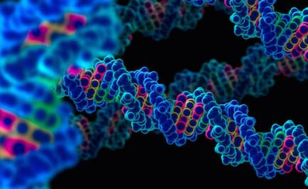 Hallan gen que controla el apetito y las ganas de hacer ejercicio