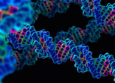 Hallan gen que controla el apetito y las ganas de hacer ejercicio