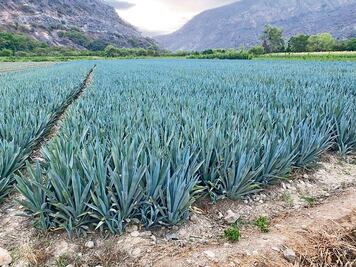Un kibutz que luchó contra los terroristas intenta desarrollar una versión del tequila; "intentamos hacer un producto 100% israelí"