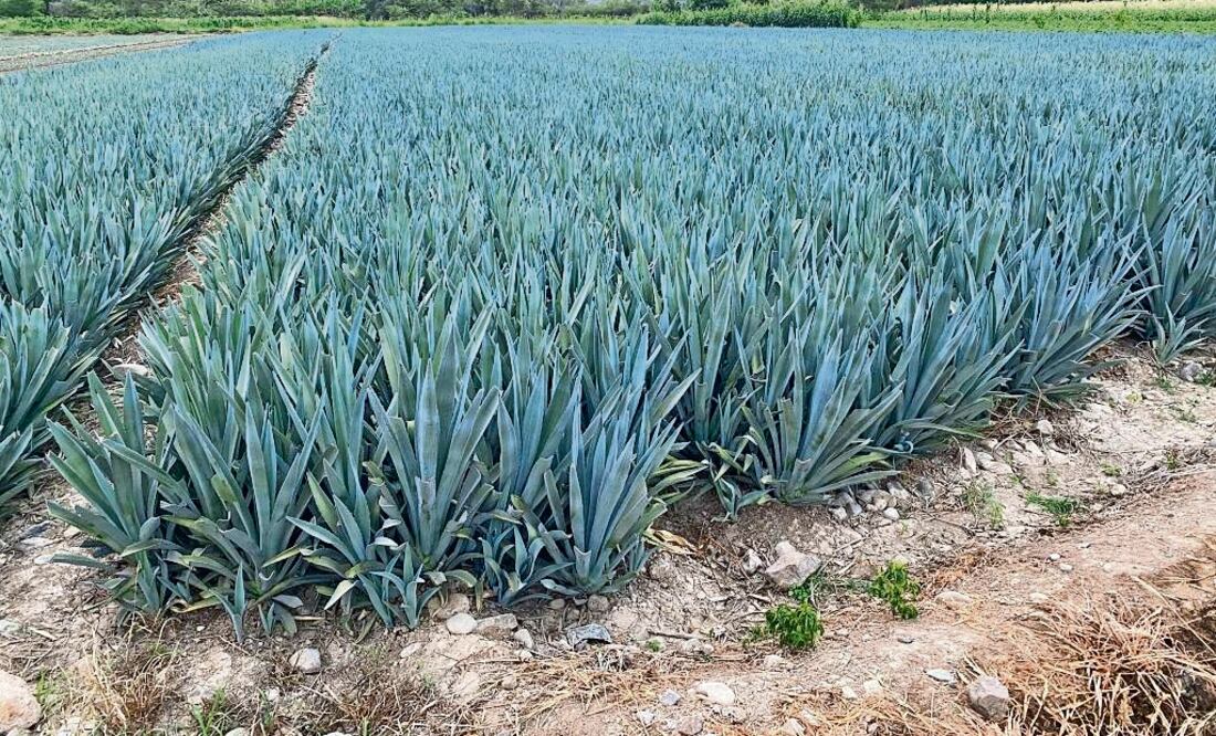 El agricultor Ernesto Slavin mencionó que "tuvimos muchas charlas con expertos mexicanos, pero el problema es que ellos no conocían la agricultura israelí". Foto: ilustrativa