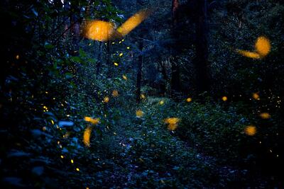 Las luciérnagas en peligro de extinción debido a la contaminación lumínica