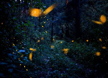 Las luciérnagas en peligro de extinción debido a la contaminación lumínica