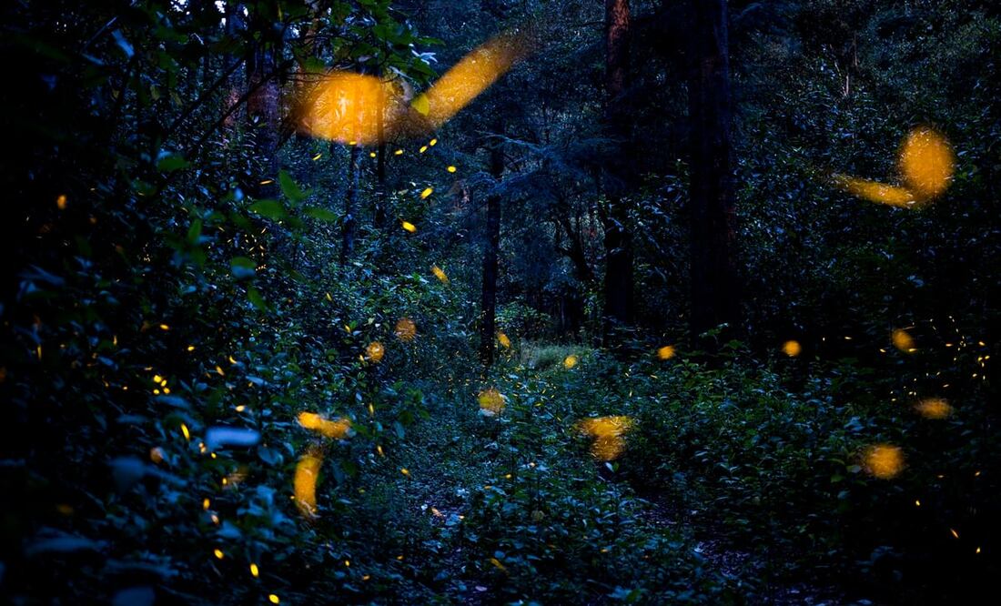 Luciérnagas en el bosque de Santa Clara, en el estado de Tlaxcala. Foto: (EFE)