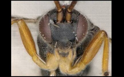 La avispa godzilla, capaz de sumergirse en el agua y atacar a las orugas