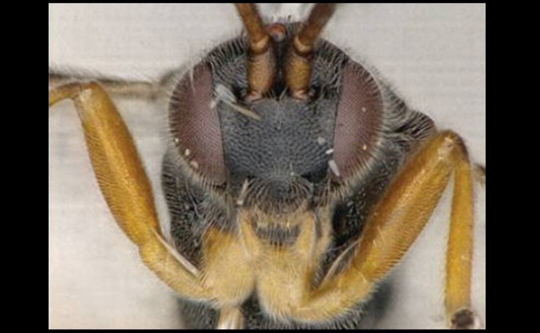 Foto: José Fernández-Triana