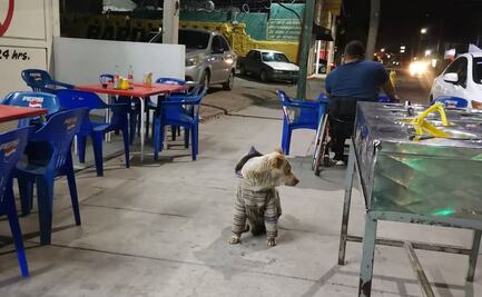 Jacob, el 'Hachiko' de Sonora, espera cada noche a su amo fallecido