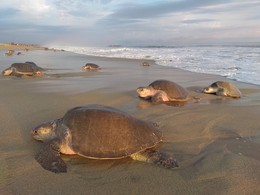 Santuario de tortugas en Escobilla en Oaxaca. Foto: Roselia Chaca / EL UNIVERSAL