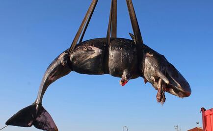 Hallan ballena muerta con 22 kilos de plástico en el estómago en Italia 