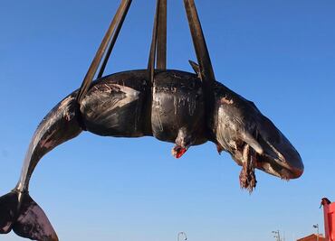 Hallan ballena muerta con 22 kilos de plástico en el estómago en Italia