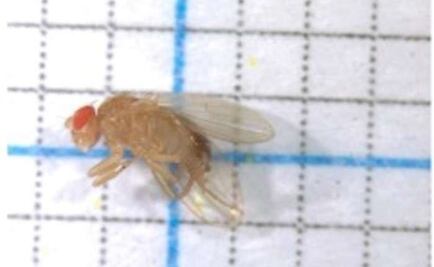 Insertan ADN antiguo en animales para estudiar la evolución