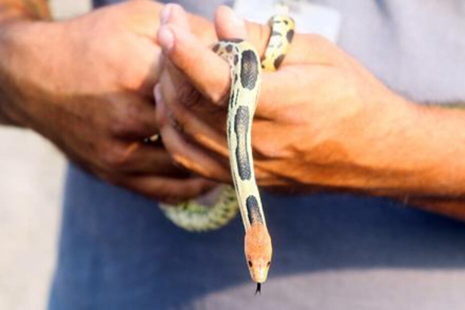 Liberan en su hábitat cinco ejemplares de serpientes en Tlajomulco 