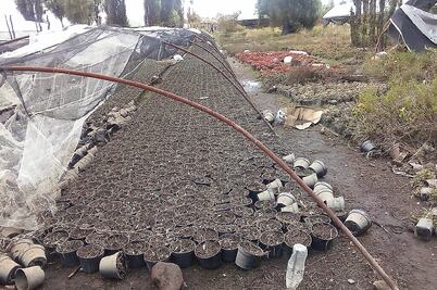 Lluvias pegan a 50 productores de flor