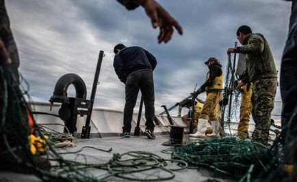Trying to save the vaquita, Sea Shepherd activists are once again attacked in Mexico