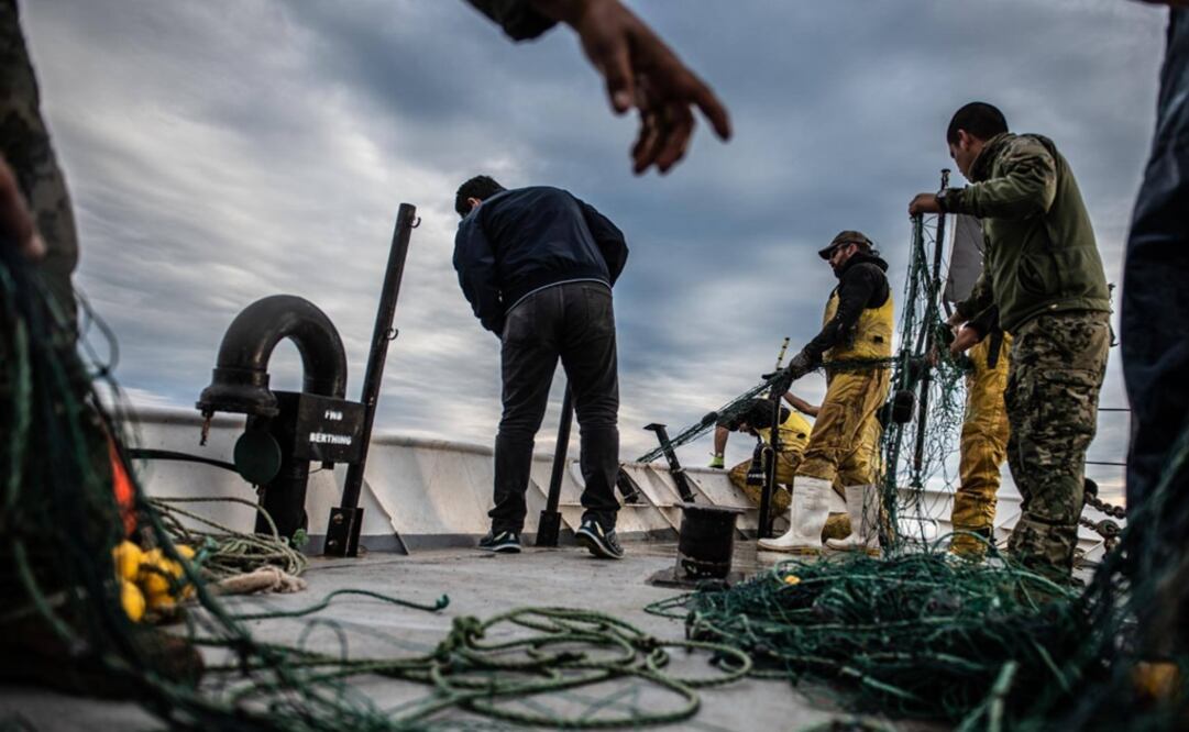 The vaquita is an endangered porpoise – Photo: Alex Beldi/Sea Shepherd