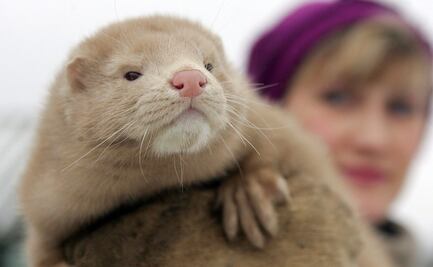 El visón americano es el primer animal silvestre con Covid-19