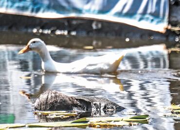 Hallán cuerpo de mujer en Canal Nacional de Coyoacán