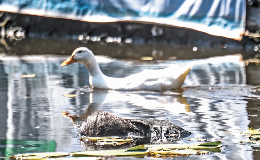 Foto: Armando Martínez/ EL GRÁFICO