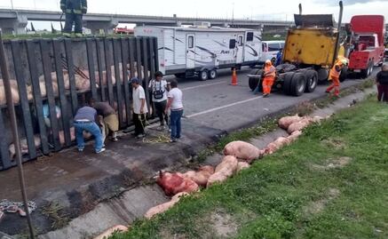 Vuelca tráiler que transportaba cerdos en Circuito Exterior Mexiquense y paraliza circulación 