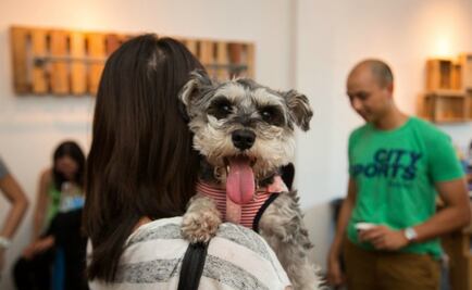 Analizan reforma para deducir gastos médicos para mascotas